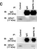 Fig.5.C showing Western Blotting in a Mus musculus (House mouse) sample from the publication: Cationic proteins from eosinophils bind bone morphogenetic protein receptors promoting vascular calcification and atherogenesis.