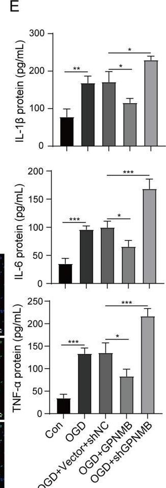 Fig.4.E showing Enzyme-linked immunosorbent assay from the publication: Reciprocal regulation of GPNMB/HIF-1α for Inhibition of neuronal ferroptosis in delayed encephalopathy after acute carbon monoxide poisoning.