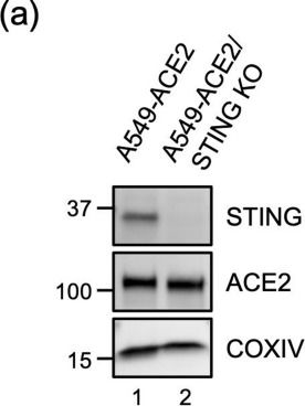 Fig.5.A showing Western Blotting in a SARS-CoV-2 sample from the publication: SARS-CoV-2 Nsp15 facilitates immune evasion and viral replication by limiting multiple host innate immune pathways, including cGAS-STING.