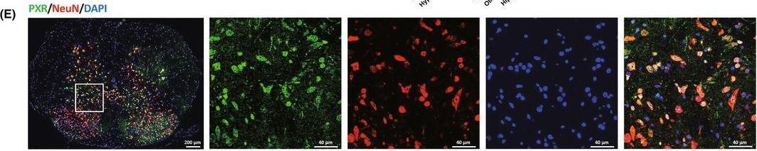 Fig.1.E showing Immunohistochemistry-immunofluorescence in a Mus musculus (House mouse) sample from the publication: Pregnane X receptor (PXR) deficiency protects against spinal cord injury by activating NRF2/HO-1 pathway.