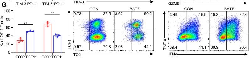 Fig.4.G showing Flow cytometry/Cell sorting from the publication: Enforced BATF expression via clinically approved LNPs enhances adoptive T-cell therapies.