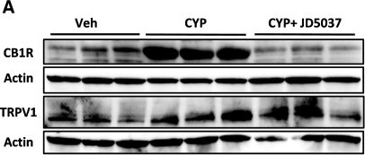 Fig.4.A showing Western Blotting from the publication: Peripheral Cannabinoid-1 Receptor Blockade Ameliorates Cystitis Severity.
