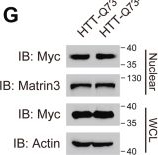 Fig.1.G showing Western Blotting in a Mus musculus (House mouse) sample from the publication: Leucine 7 is a key residue for mutant huntingtin-induced mitochondrial pathology and neurotoxicity in Huntington's disease.