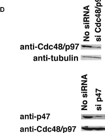 RNA interference analysis of Legionella in Drosophila cells: exploitation of early secretory apparatus dynamics.