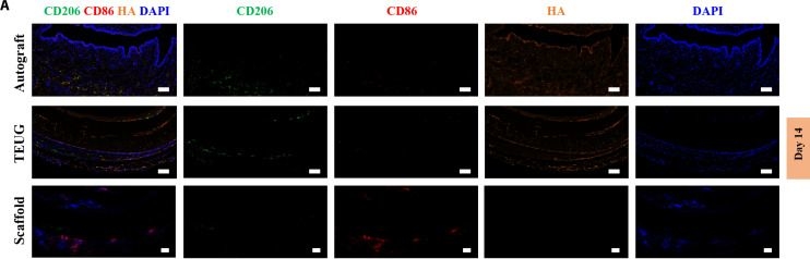 Fig.5.A showing Immunohistochemistry-immunofluorescence in an Oryctolagus cuniculus (Rabbit) sample from the publication: Construction of a Bioactive ECM Interface Enables Concurrent Suppression of Foreign Body Reaction, Inflammation, and Promotion of Urethral Regeneration.