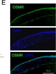 Fig.8.E showing Immunohistochemistry-immunofluorescence in a Mus musculus (House mouse) sample from the publication: Decoding cellular plasticity and niche regulation of limbal stem cells during corneal wound healing.