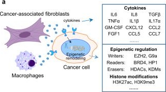 Fig.1.A in a Homo sapiens (Human) sample from the publication: Stromal induction of BRD4 phosphorylation Results in Chromatin Remodeling and BET inhibitor Resistance in Colorectal Cancer.