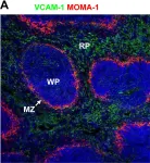 Fig.5.A showing Immunohistochemistry-paraffin-immunofluorescence in a Mus musculus (House mouse) sample from the publication: VCAM-1 and VLA-4 modulate dendritic cell IL-12p40 production in experimental visceral leishmaniasis.