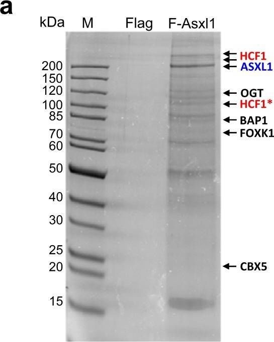 Fig.6.A showing Western Blotting from the publication: Asxl1 exerts an antiproliferative effect on mouse lung maturation via epigenetic repression of the E2f1-Nmyc axis.
