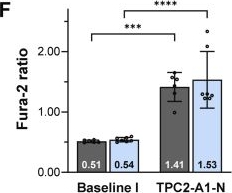 Fig.4.F from the publication: Small molecule agonist TPC2-A1-N increases intracellular Ca2+ independent of two-pore channels.