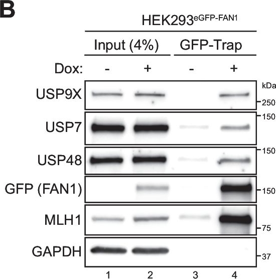 Fig.1.B showing Western Blotting in a Homo sapiens (Human) sample from the publication: USP7 deubiquitinase stabilizes FAN1 to support DNA crosslink repair and suppress CAG repeat expansion.