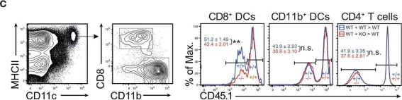 Fig.4.C showing Flow cytometry/Cell sorting in a Mus musculus (House mouse) sample from the publication: Expression of the Phosphatase Ppef2 Controls Survival and Function of CD8+ Dendritic Cells.