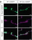 Fig.6.D showing Immunohistochemistry-immunofluorescence in a Mus musculus (House mouse) sample from the publication: Meis1 establishes the pre-hemogenic endothelial state prior to Runx1 expression.