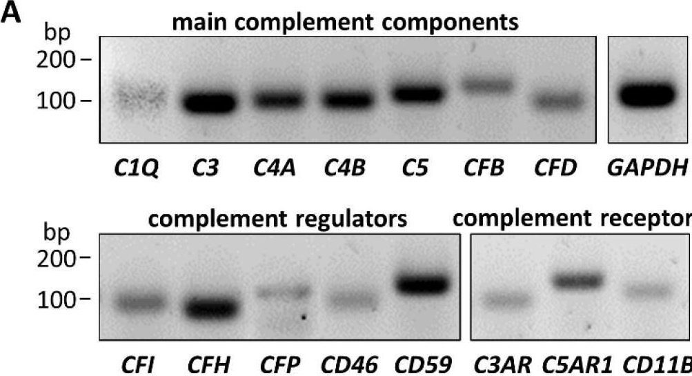 Properdin Modulates Complement Component Production in Stressed Human Primary Retinal Pigment Epithelium Cells.