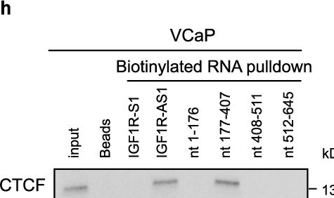Fig.6.H showing Western Blotting in a Homo sapiens (Human) sample from the publication: Tumor-specific lncRNA IGF1R-AS1 trans-regulates chromatin interactions associated with oncogenic MYC signaling.