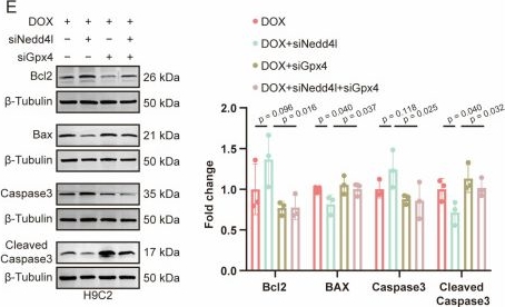 Fig.6.E showing Western Blotting from the publication: NEDD4L-Mediated Ubiquitination of GPX4 Exacerbates Doxorubicin-Induced Cardiotoxicity.