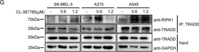 Fig.5.G showing Western Blotting from the publication: Targeted Induction of Cancer Cell Necroptosis Potentiates Anti-PD-1 Immunotherapy via CD80 Activation.