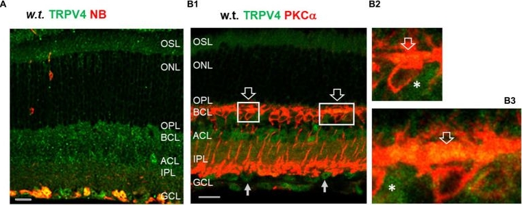 Fig.1.A showing Immunohistochemistry-immunofluorescence in a Mus musculus (House mouse) sample from the publication: TRPV4 affects visual signals in photoreceptors and rod bipolar cells.