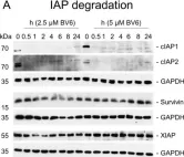 Fig.2.A showing Western Blotting from the publication: Characterization of BV6-Induced Sensitization to the NK Cell Killing of Pediatric Rhabdomyosarcoma Spheroids.