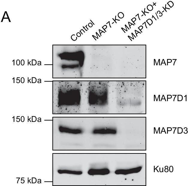Fig.7.A showing Western Blotting in an Oryctolagus cuniculus (Rabbit) sample from the publication: Concerted action of kinesins KIF5B and KIF13B promotes efficient secretory vesicle transport to microtubule plus ends.