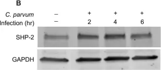 Fig.2.B showing Western Blotting from the publication: SHP-2 Mediates Cryptosporidium parvum Infectivity in Human Intestinal Epithelial Cells.