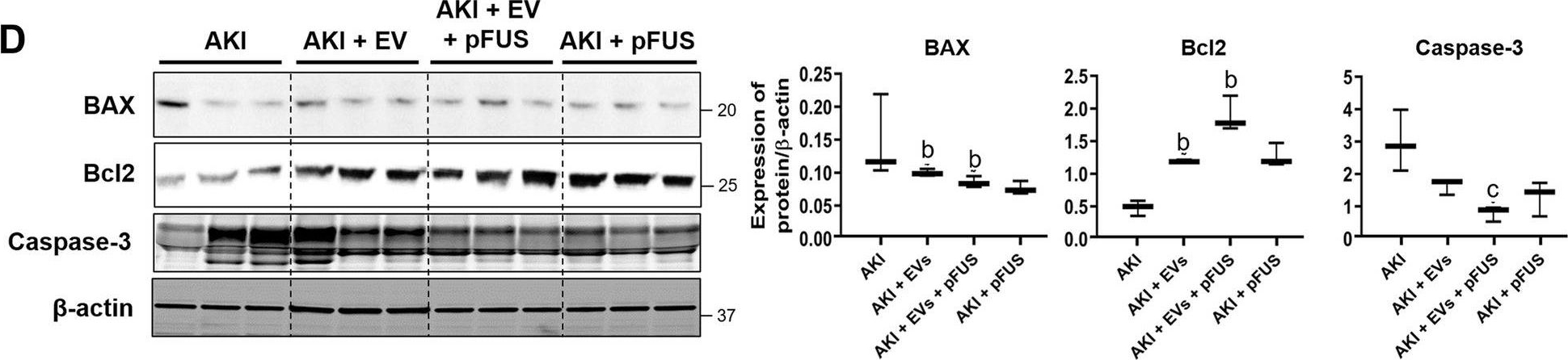 Fig.5.D showing Western Blotting in a Mus musculus (House mouse) sample from the publication: Pulsed focused ultrasound enhances the therapeutic effect of mesenchymal stromal cell-derived extracellular vesicles in acute kidney injury.
