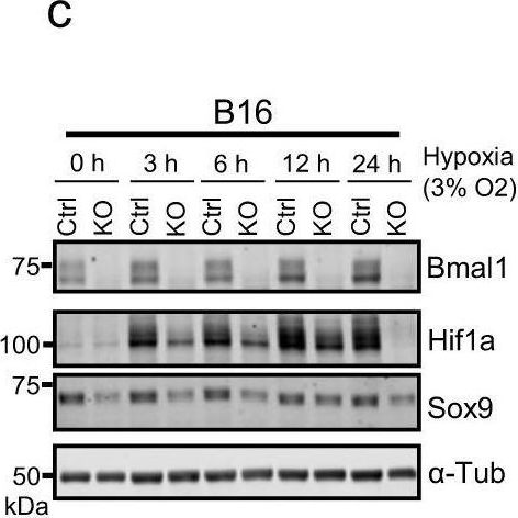 Fig.1.C showing Western Blotting in a Mus musculus (House mouse) sample from the publication: Cell state dependent effects of Bmal1 on melanoma immunity and tumorigenicity.