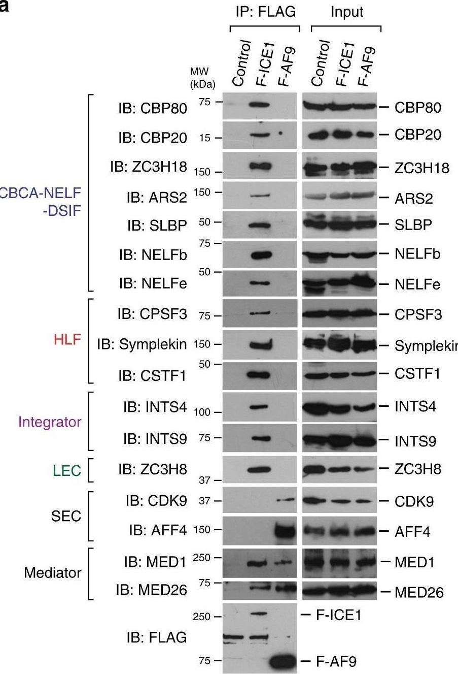 Fig.6.A showing Western Blotting from the publication: The role of Mediator and Little Elongation Complex in transcription termination.