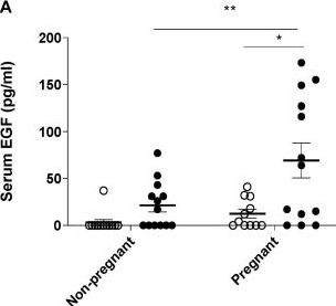 Fig.3.A showing Enzyme-linked immunosorbent assay from the publication: The Effects of Maternal Smoking on Pregnancy and Offspring: Possible Role for EGF?