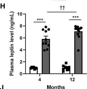 Fig.1.H showing Enzyme-linked immunosorbent assay from the publication: A Preclinical Rat Model of Heart Failure With Preserved Ejection Fraction With Multiple Comorbidities.