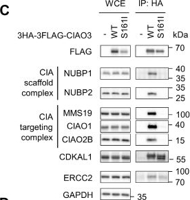 Fig.5.C showing Western Blotting in a Homo sapiens (Human) sample from the publication: Iron-regulated assembly of the cytosolic iron-sulfur cluster biogenesis machinery.