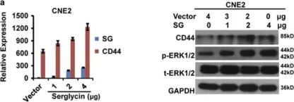 Fig.5.A showing Western Blotting in a Homo sapiens (Human) sample from the publication: Extracellular serglycin upregulates the CD44 receptor in an autocrine manner to maintain self-renewal in nasopharyngeal carcinoma cells by reciprocally activating the MAPK/β-catenin axis.