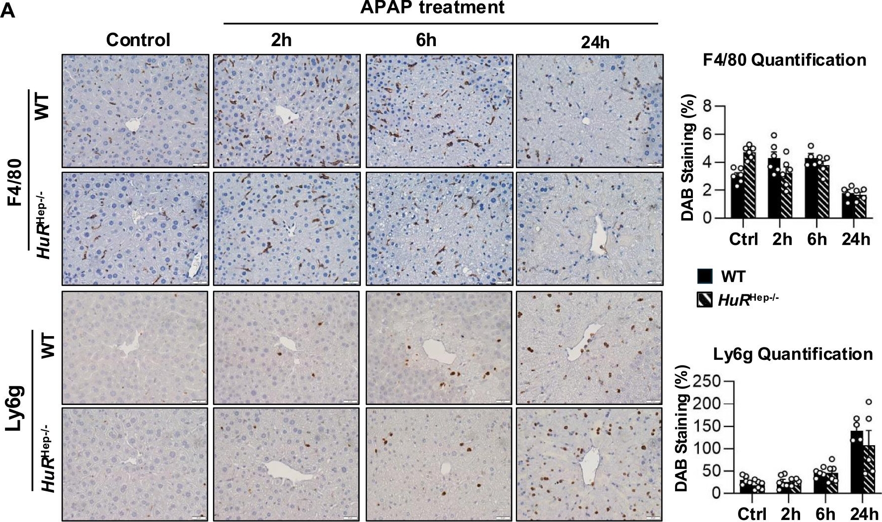 Fig.8.A showing Immunohistochemistry in a Mus musculus (House mouse) sample from the publication: Dysregulation of xenobiotic metabolism and mitochondrial dysfunction exacerbate acetaminophen-induced hepatotoxicity in human antigen R-deficient male mice.
