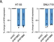 Fig.11.A from the publication: Systemic genome-epigenome analysis captures a lineage-specific super-enhancer for MYB in gastrointestinal adenocarcinoma.