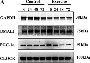 Fig.4.A showing Western Blotting in a Rattus norvegicus (Rat) sample from the publication: Clock genes regulate skeletal muscle energy metabolism through NAMPT/NAD+/SIRT1 following heavy-load exercise.