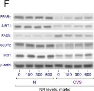 Fig.3.F showing Western Blotting in a Rattus norvegicus (Rat) sample from the publication: Modulation of SIRT1/PPARγ pathways and tight junction proteins by nicotinamide riboside under chronic variable stress.
