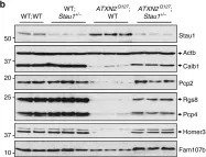 Fig.7.B showing Western Blotting in a Mus musculus (House mouse) sample from the publication: Staufen1 links RNA stress granules and autophagy in a model of neurodegeneration.