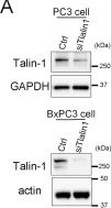 Fig.7.A showing Western Blotting in a Homo sapiens (Human) sample from the publication: Extracellular vesicles adhere to cells primarily by interactions of integrins and GM1 with laminin.