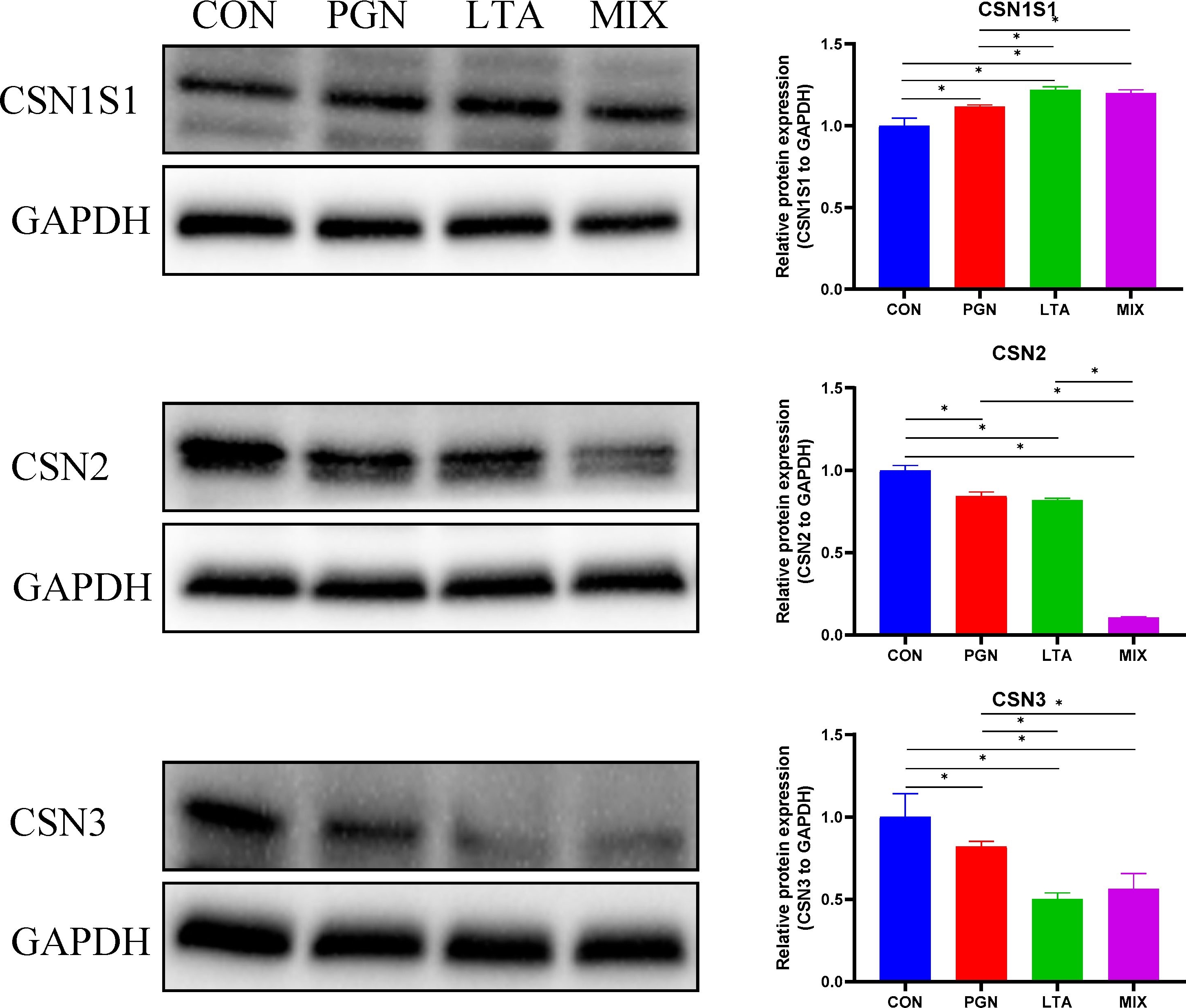 Fig.9.A showing Western Blotting in a Bos taurus (Bovine) sample from the publication: PGN and LTA from Staphylococcus aureus Induced Inflammation and Decreased Lactation through Regulating DNA Methylation and Histone H3 Acetylation in Bovine Mammary Epithelial Cells.