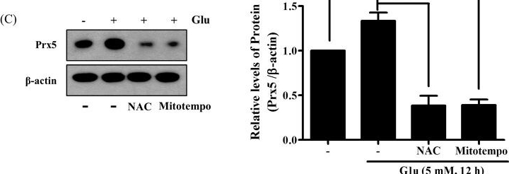 Fig.1.C showing Western Blotting from the publication: Comparison of the protective effect of cytosolic and mitochondrial Peroxiredoxin 5 against glutamate-induced neuronal cell death.