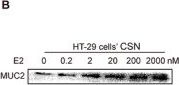 Fig.6.B showing Western Blotting from the publication: Sex-Specific Regulation of Glycemic Homeostasis by Theabrownin from Pu-erh Tea.