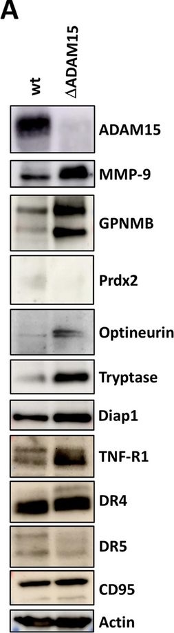 Fig.4.A showing Western Blotting in a Homo sapiens (Human) sample from the publication: Loss of ADAM15 prevents necroptosis induction by partial RIPK1 degradation due to enhanced TNF-R1 surface expression and basal caspase-8 activation.