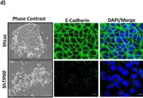Fig.1.O showing Immunocytochemistry-immunofluorescence from the publication: The TIP60-CD44 Axis Modulates Colorectal Cancer Stemness.