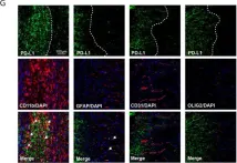 Fig.1.G showing Immunohistochemistry-immunofluorescence in a Mus musculus (House mouse) sample from the publication: PD-L1 Improves Motor Function and Alleviates Neuropathic Pain in Male Mice After Spinal Cord Injury by Inhibiting MAPK Pathway.