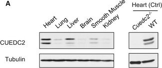 Fig.8.A showing Western Blotting in a Mus musculus (House mouse) sample from the publication: CUEDC2 modulates cardiomyocyte oxidative capacity by regulating GPX1 stability.