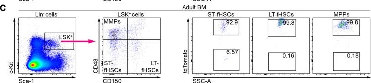 Fig.2.C showing Flow cytometry/Cell sorting in a Mus musculus (House mouse) sample from the publication: Defining the Hoxb8 cell lineage during murine definitive hematopoiesis.