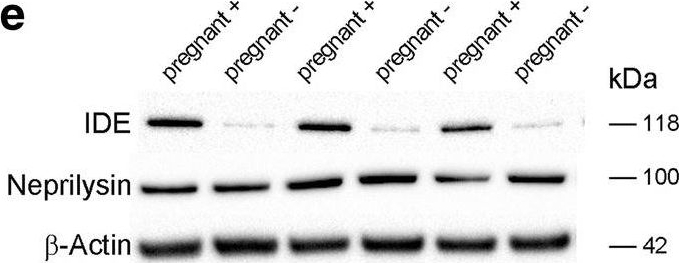 Fig.3.E showing Western Blotting in a Mus musculus (House mouse) sample from the publication: Environmental enrichment reverses Aβ pathology during pregnancy in a mouse model of Alzheimer's disease.