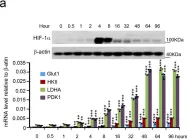 Fig.1.A showing Western Blotting in a Homo sapiens (Human) sample from the publication: The HIF-1α antisense long non-coding RNA drives a positive feedback loop of HIF-1α mediated transactivation and glycolysis.