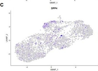 Fig.3.C showing Flow cytometry/Cell sorting from the publication: Adiponectin receptor T-cadherin emerges as a novel regulator of adipose stem cell quiescence and adipogenesis.