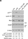 Fig.2.B showing Western Blotting in a Homo sapiens (Human) sample from the publication: miR205 inhibits stem cell renewal in SUM159PT breast cancer cells.